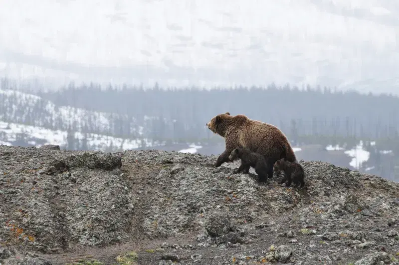 Cover Image for Mindfulness in Nature: Lessons from Yellowstone's Bear Family
