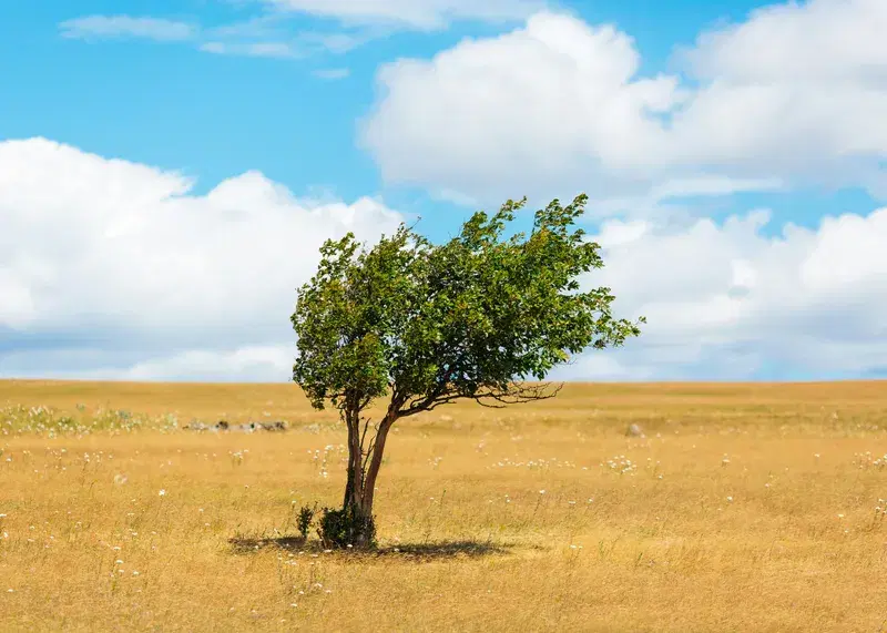 Cover Image for Nature's Calm: Finding Mindfulness in Everyday Surroundings